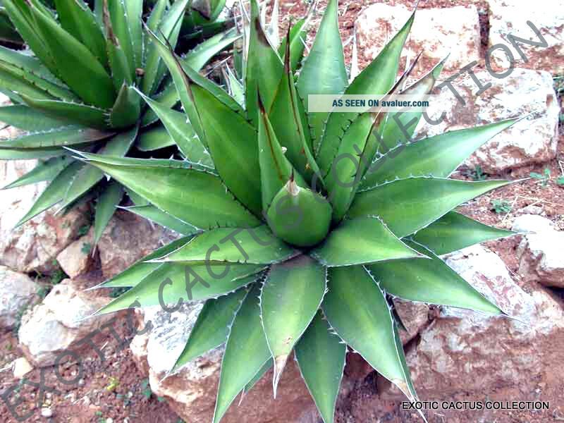 Agave attenuata : une plante succulente ornementale adaptée aux climats